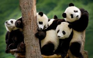 Tour Thành Đô - Cửu Trại Câu - Khám phá công viên Gấu trúc